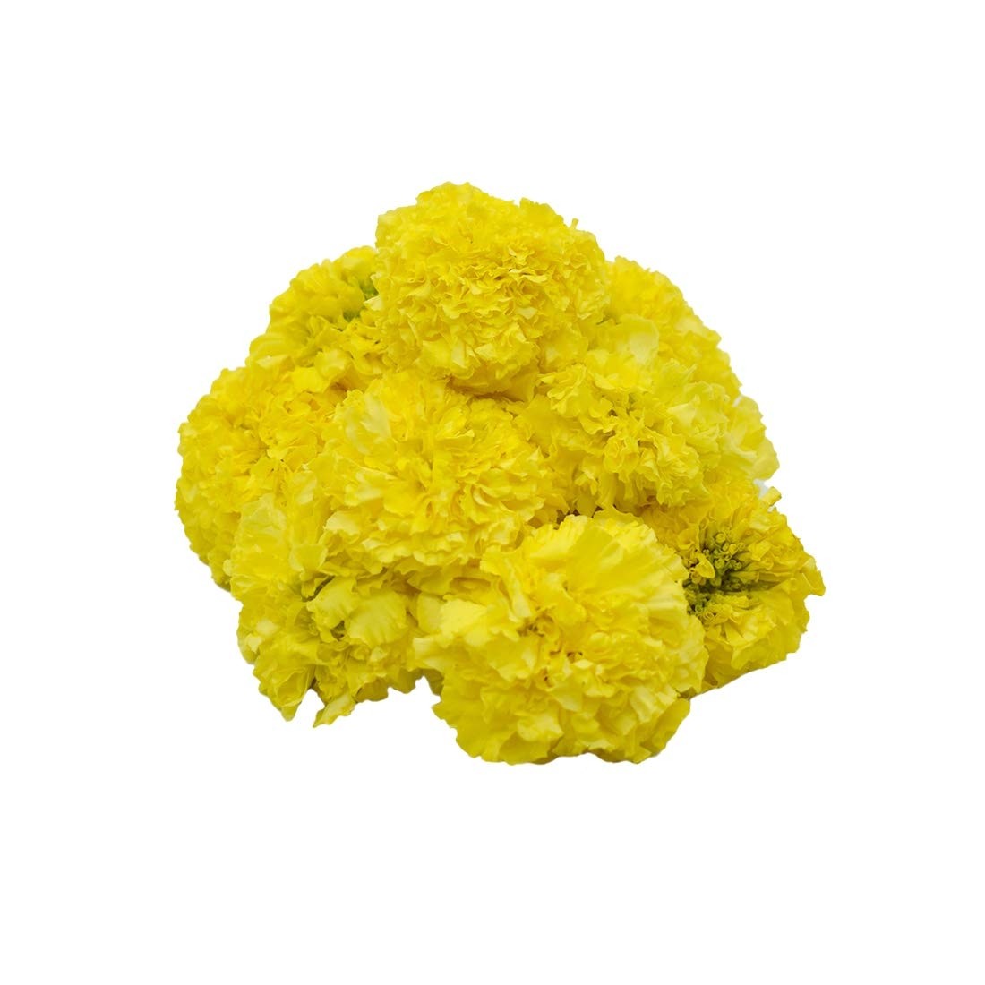 Yellow Marigold Packet
